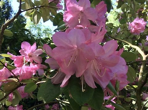 Rhododendron indicum, Azalea Rhododendron species Beauty in pink captured  in the beautiful Kurpark Bad Homburg Common Rhododendron,Geotagged,Germany,Rhododendron indicum,Rhododendron ponticum,Spring,rhododendron indicum