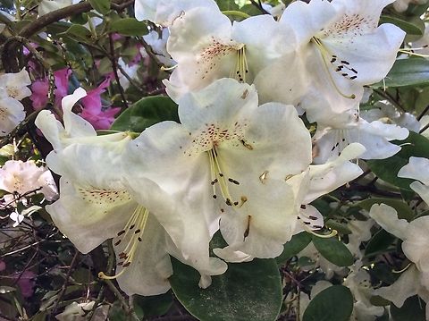 Rhododendron indicum, Azalea Rhododendron species Beauty in white in the shot in the Kurpark Bad Homburg  Geotagged,Germany,Rhododendron indicum,Spring,rhododendron indicum