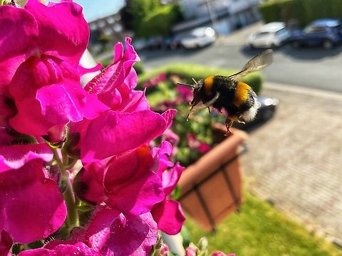 „Bombus terrestris", the buff-tailed bumblebee or large earth bumblebee On the move to dive into the blossom of a delicious Snapdragon blossom on my lil‘ loggia! 
Always a miracle to see them fly against any rule of aviation, hehe! 
 Bombus terrestris,Buff-tailed Bumble Bee,Geotagged,Germany,Spring