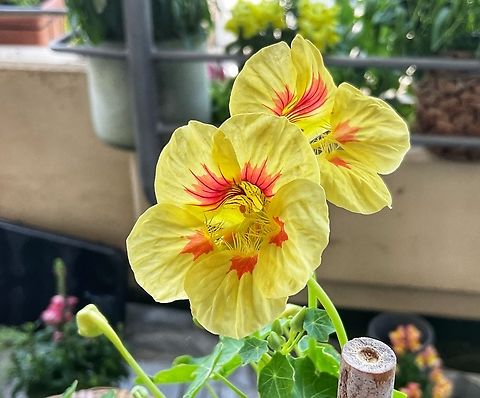 „Tropaeolum minus'', the dwarf nasturtium This wonderful blossoms are not just enjoying myself but a big faction of Bees and bumblebees… Geotagged,Germany,Spring,Tropaeolum minus