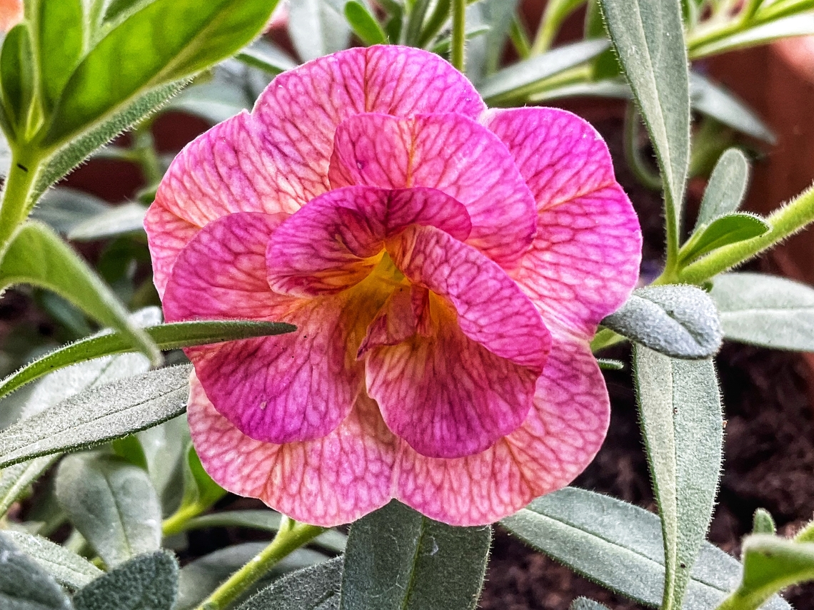 Hybrid Calibrachoa or trailing petunia, Million Bells Sweet little plant eager to produce new blossoms every day!  Calibrachoa x hybrida,Geotagged,Germany,Million bells,Spring