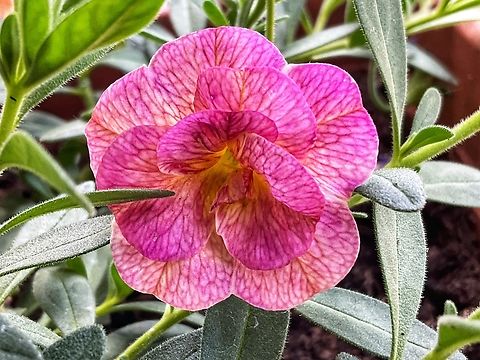 Hybrid Calibrachoa or trailing petunia, Million Bells Sweet little plant eager to produce new blossoms every day!  Calibrachoa x hybrida,Geotagged,Germany,Million bells,Spring