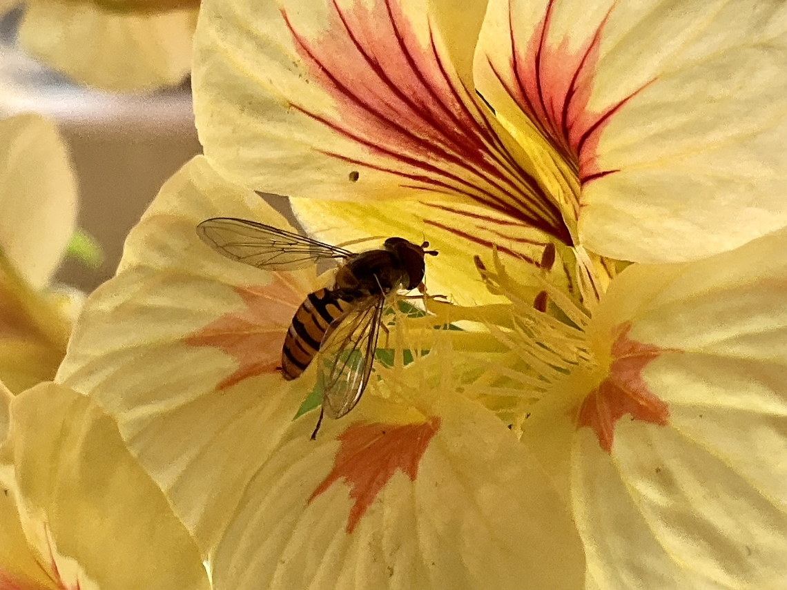 „Episyrphus balteatus", sometimes called the marmalade hoverfly This lil&lsquo; guy went into the dwarf nasturtium and stayed for quite while.  Episyrphus balteatus,Geotagged,Germany,Marmalade Hover Fly,Spring