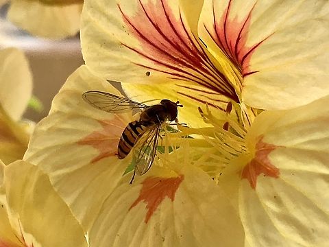 „Episyrphus balteatus", sometimes called the marmalade hoverfly This lil‘ guy went into the dwarf nasturtium and stayed for quite while.  Episyrphus balteatus,Geotagged,Germany,Marmalade Hover Fly,Spring
