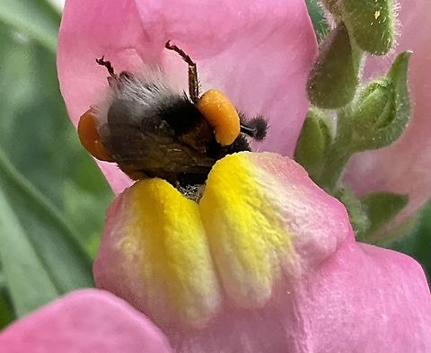 &bdquo;Bombus terrestris", the buff-tailed bumblebee Head over Heels! 
Legs packed with already collected pollen&hellip; Bombus terrestris,Buff-tailed Bumble Bee,Geotagged,Germany,Spring
