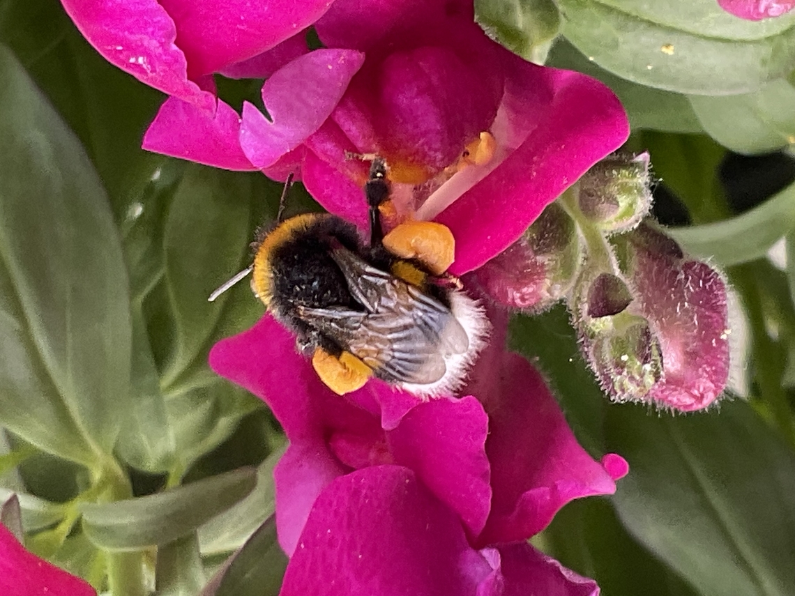 "Bombus terrestris", the buff-tailed bumblebee, Anthrrhinum majus, Snapdragon Very successful harvest on Spandragons!  Bombus terrestris,Buff-tailed Bumble Bee,Geotagged,Germany,Spring