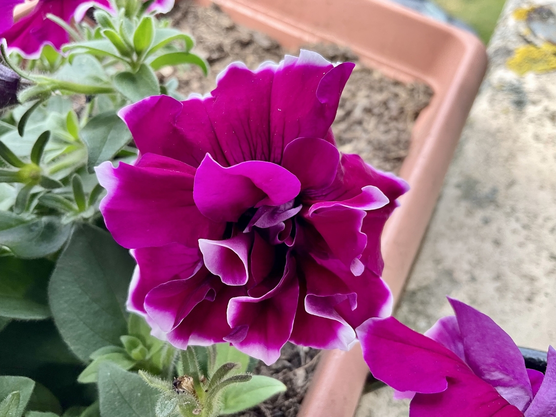„Petunia'' × ''atkinsiana“ a hybrid cultivar This colorful filled Petunia is growing fast and a joy for many insects as well as for me!  Geotagged,Germany,Petunia xatkinsiana,Petunia × atkinsiana,Spring