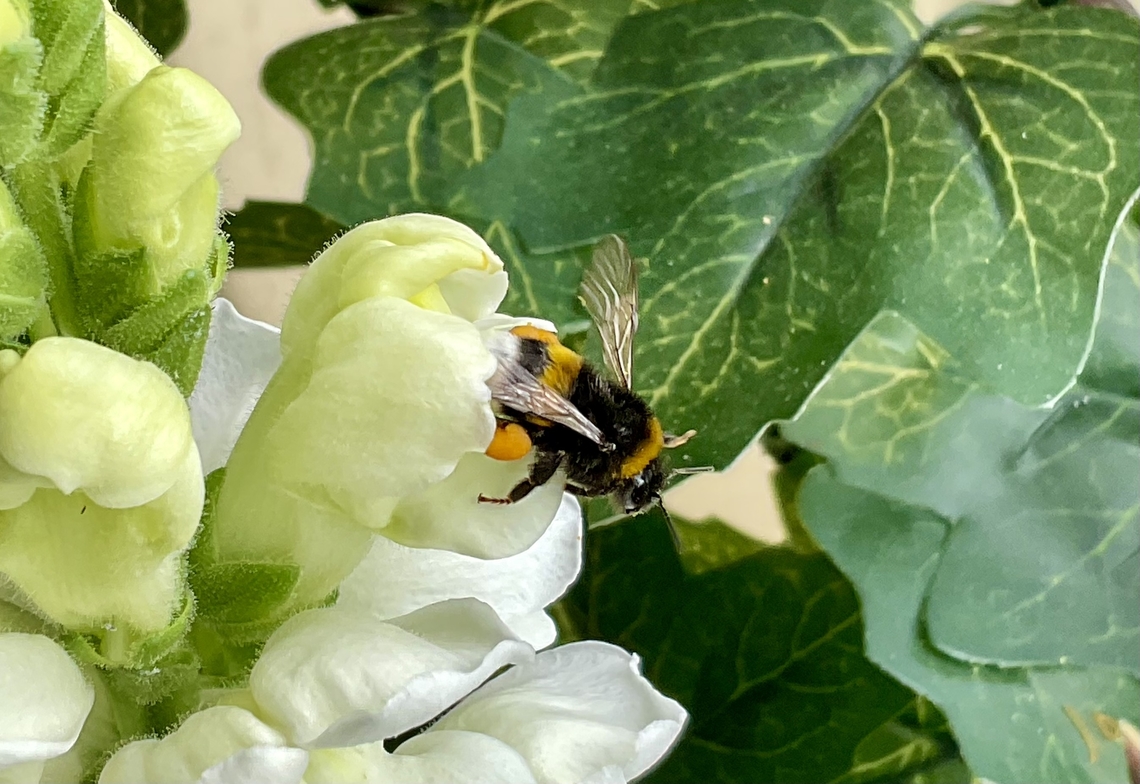 Bombus hortorum, the garden bumblebee or small garden bumblebee These lil&lsquo; guys have an oblong head and a very long tongue and are smaller than the buff tailed bumblebees. <br />
Today they came often in number of three or two to harvest the Snapdragons. <br />
 Bombus hortorum,Garden Bumble Bee,Geotagged,Germany,Spring