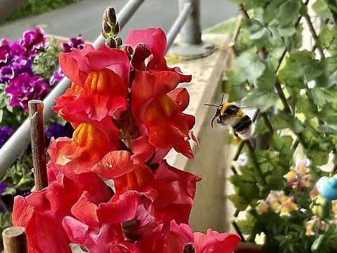 Bombus hortorum, the garden bumblebee or small garden bumblebee Here you can clearly see the elongated head and long tongue, one of the distinguishing features to its bigger sister, the buff tailed bumblebee. A very diligent worker, trying to bring as much pollen back to the nest as possible. Bombus hortorum,Garden Bumble Bee,Geotagged,Germany,Spring