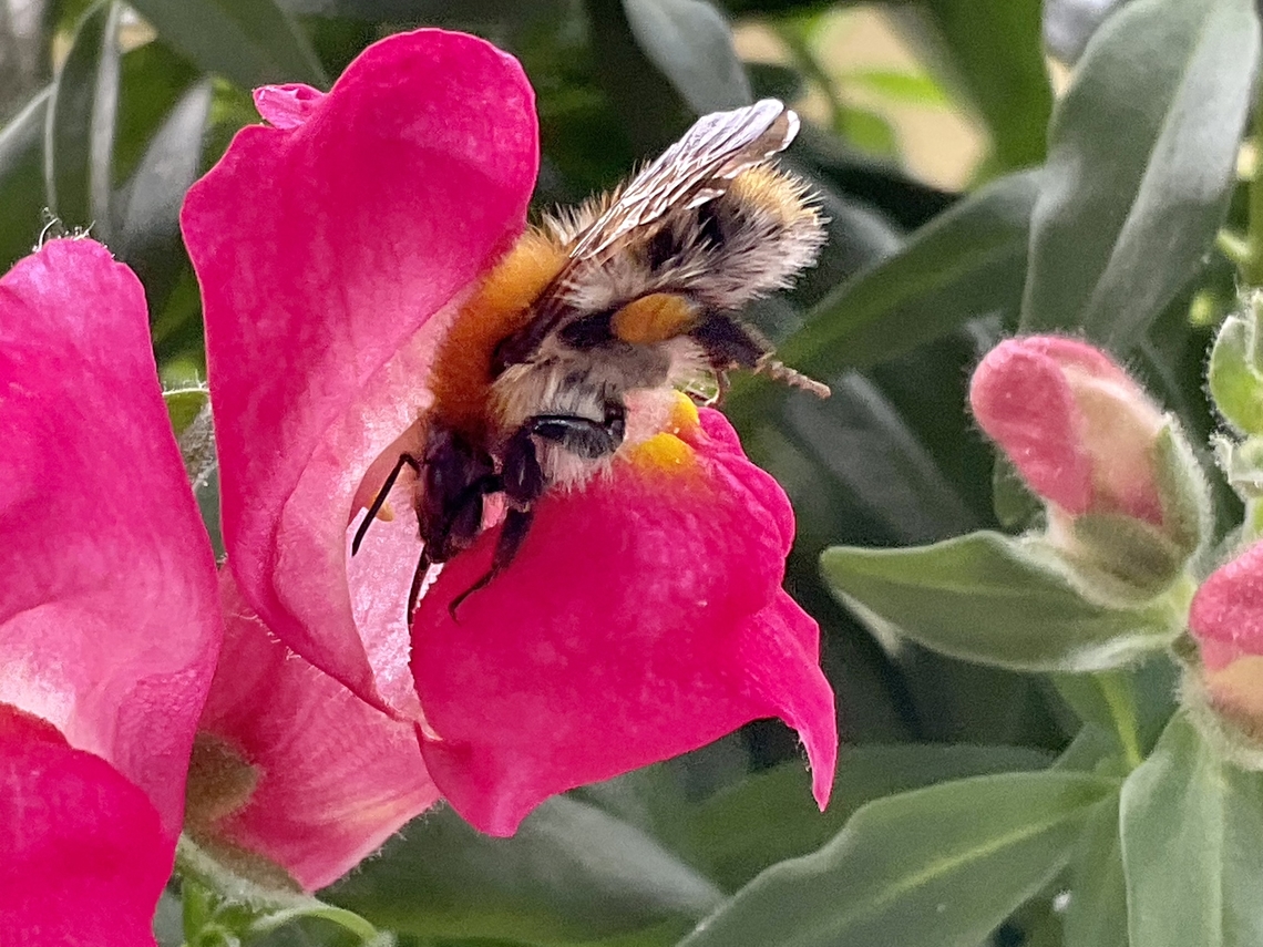 „Bombus pascuorum", the common carder bee This smaller Bumblebee has a shorter tongue  than the Garden Bumblebee and has orange hair, which is easy to see in this picture.  Bombus pascuorum,Common Carder Bee,Geotagged,Germany,Summer