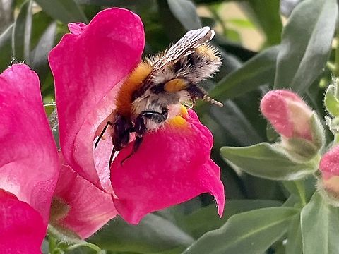 „Bombus pascuorum", the common carder bee This smaller Bumblebee has a shorter tongue  than the Garden Bumblebee and has orange hair, which is easy to see in this picture.  Bombus pascuorum,Common Carder Bee,Geotagged,Germany,Summer