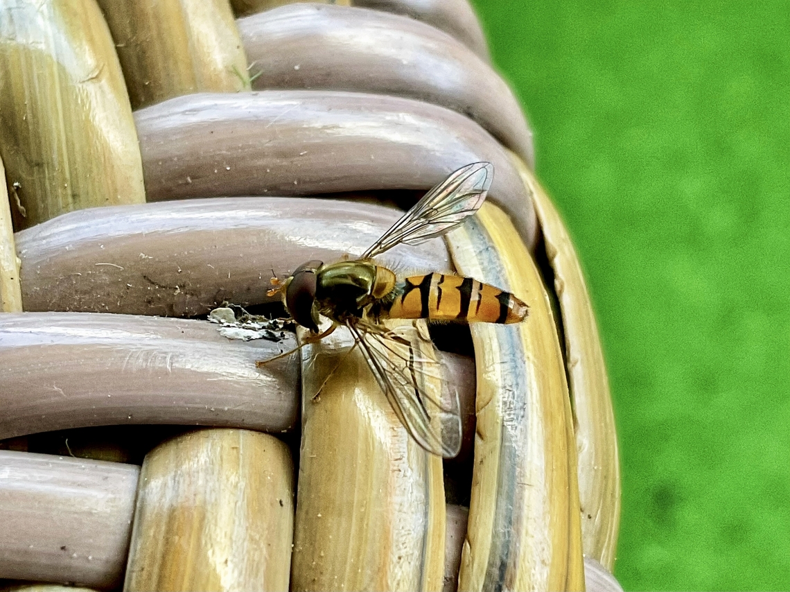 Episyrphus balteatus, sometimes called the marmalade hoverfly This rather tiny lil&lsquo; fly was so kind this morning as to pose right in front of me while I had some coffee on my lil&lsquo; loggia. It stayed for two minutes and I didn&lsquo;t have to get up to make a couple of shots. Thanks!  Episyrphus balteatus,Geotagged,Germany,Marmalade Hover Fly,Summer