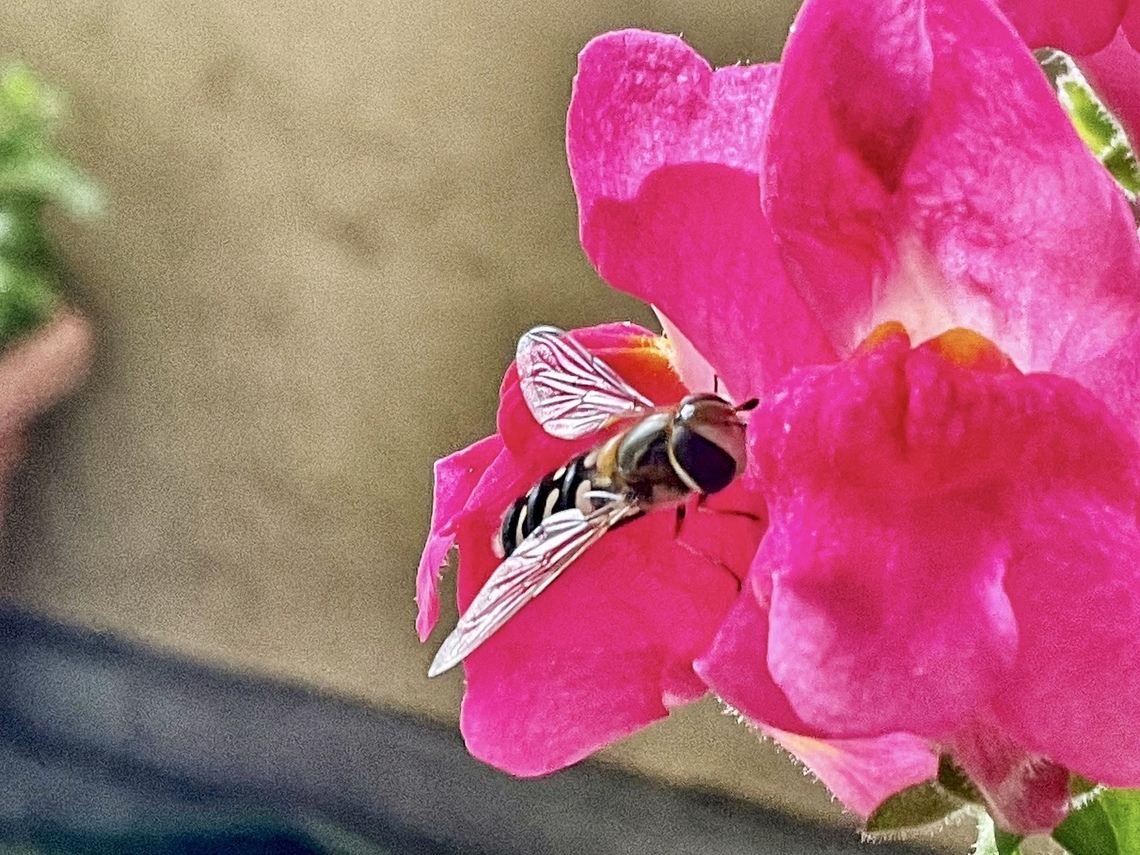 Scaeva pyrastri, common name the pied hoverfly Today I&lsquo;m lucky, had the chance to take a shot of this friendly lil&lsquo; guy paying my Snapdragons a visit.  Geotagged,Germany,Pied Hover Fly,Scaeva pyrastri,Summer