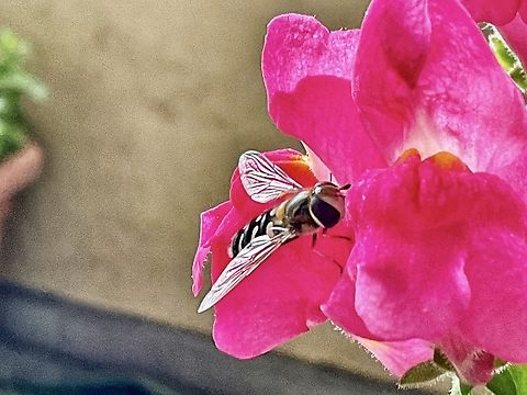 Scaeva pyrastri, common name the pied hoverfly Today I‘m lucky, had the chance to take a shot of this friendly lil‘ guy paying my Snapdragons a visit.  Geotagged,Germany,Pied Hover Fly,Scaeva pyrastri,Summer