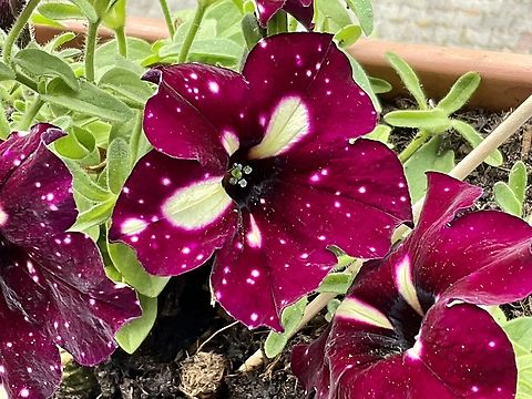 This Petunia Hybrid’s cultivar is called „Petunia Lightning Sky“. I love Petunias with a unique pattern and strong colors! Just started with this plant and hope to see lots of varieties of new blossoms.  Geotagged,Germany,Petunia x atkinsiana,Petunia × atkinsiana,Spring