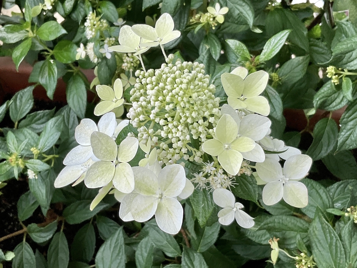 Hydrangea paniculata, or panicled hydrangea This species of Hortensia family enjoys me as wellas a big faction of bees and bumblebees!  Geotagged,Germany,Hydrangea panicula,Hydrangea paniculata,Summer