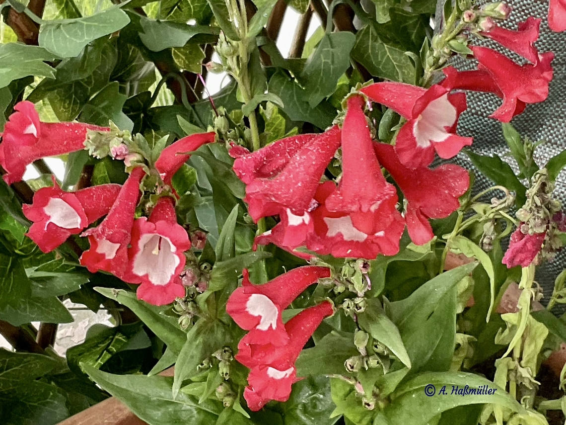 Penstemon hartwegii, Hartweg's beardtongue This cultivar is called &bdquo;Penstemon Picotee Red&quot;.  Geotagged,Germany,Penstemon hartwegii,Summer