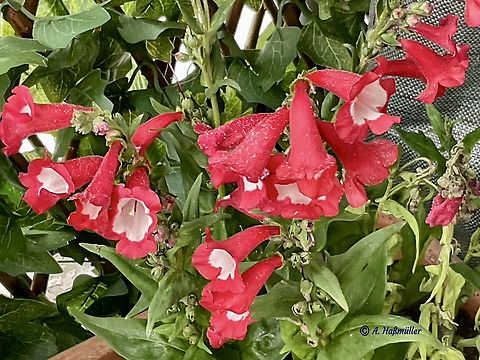 Penstemon hartwegii, Hartweg's beardtongue This cultivar is called „Penstemon Picotee Red".  Geotagged,Germany,Penstemon hartwegii,Summer