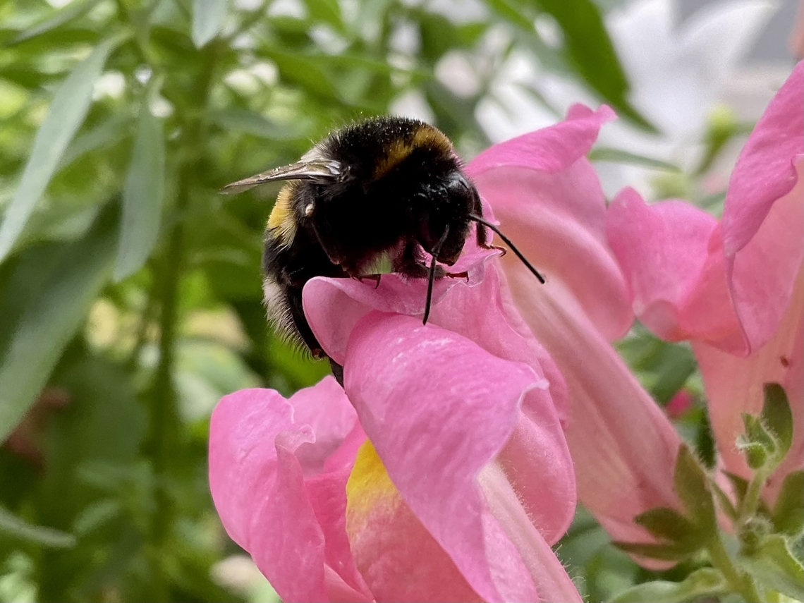 Bombus magnus, common name northern white-tailed bumblebee. As the name „Magnus“ already signals, this species is the largest Bumblebee here in Europe. The sound when they fly is sonorous and deeper as for example their very similar relatives the Bombus terestris. This one was about 30mm big and I was lucky to catch it a few times on my loggia. Bombus magnus,Geotagged,Germany,Summer