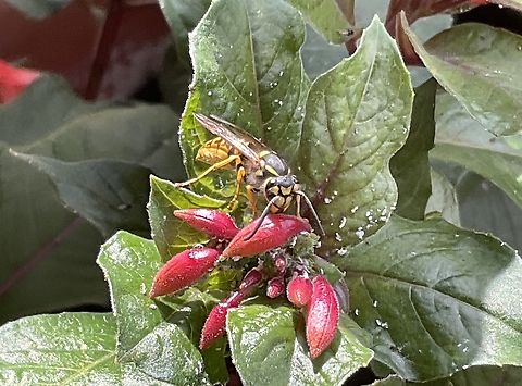 Vespula vulgaris, known as the Common wasp Since I don't use any pesticides, some aphids have made themselves comfortable. As a countermeasure, I distributed 30 ladybugs (Adalia bipunctata). They work nicely. To my surprise, a wasp came along today, happily nibbling on the aphids! This species is pretty tiny like small bee only. By the way some Hover Flies also feed on Aphids. 
Heart, what more do you want?  Common wasp,Geotagged,Germany,Summer,Vespula vulgaris