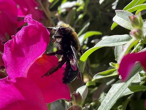 „Xylocopa violacea'', the violet carpenter bee, is the common European species of carpenter bee, and one of the largest bees in Europe. Happy that I had the chance to capture this impressive black beauty today. She is very fast and a bit shy… Geotagged,Germany,Summer,Violet carpenter bee,Xylocopa violacea
