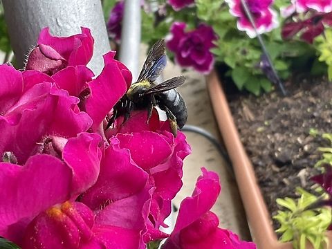 „Xylocopa violacea", the violet carpenter bee, is the common European spécies of carpenter bee, and one of the largest bees in Europe. In the context of a shrinking biodiversity, it is a pleasure for me to see many different pollinators on my loggia. To protect them, I strictly refrain from using any kind of pesticides and take care of flowers that offer maximum pollen and nectar. 
See a little video in the comments.  Geotagged,Germany,Summer,Xylocopa violacea,„Xylocopa violacea"