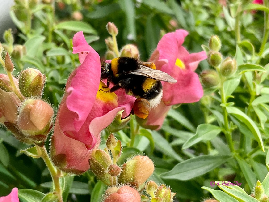 "Bombus terrestris", the buff-tailed bumblebee or large earth bumblebee This hard working Bumblebee had harvested already a heavy load of pollen but was continuing to collect.  Bombus terrestris,Buff-tailed Bumble Bee,Geotagged,Germany,Summer