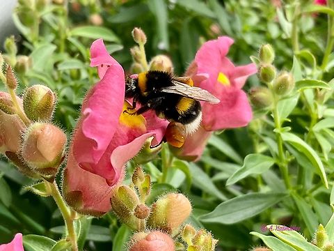 "Bombus terrestris", the buff-tailed bumblebee or large earth bumblebee This hard working Bumblebee had harvested already a heavy load of pollen but was continuing to collect.  Bombus terrestris,Buff-tailed Bumble Bee,Geotagged,Germany,Summer