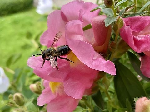 Megachile willughbiella, Willughby's leaf-cutter bee is a species of bee in the family Megachilidae. A new visitor on my loggia today enjoying some nectar from the snapdragons.  Geotagged,Germany,Megachile willughbiella,Summer,Willughby's Leafcutter Bee
