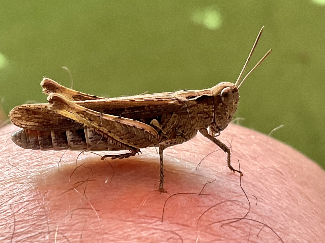 „Chorthippus brunneus“, also known as the common field grasshopper Yesterday I had a surprise guest. I sat on my balcony and read an article. Suddenly I saw a grasshopper and the next moment it jumped on my leg. He stayed there for a while and willingly allowed himself to be filmed and photographed. It was the first visit of this kind. Its name: Chorthippus brunneus, also known as the common field grasshopper.<br />
See the attached video&hellip; Chorthippus brunneus,Common field grasshopper,Geotagged,Germany,Summer