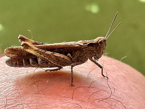 „Chorthippus brunneus“, also known as the common field grasshopper Yesterday I had a surprise guest. I sat on my balcony and read an article. Suddenly I saw a grasshopper and the next moment it jumped on my leg. He stayed there for a while and willingly allowed himself to be filmed and photographed. It was the first visit of this kind. Its name: Chorthippus brunneus, also known as the common field grasshopper.
See the attached video… Chorthippus brunneus,Common field grasshopper,Geotagged,Germany,Summer