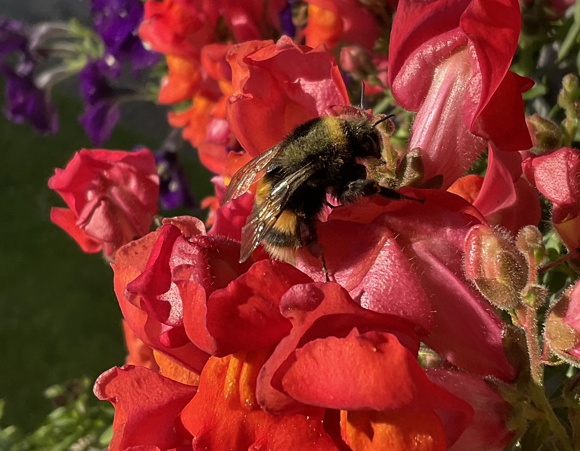 "Bombus terrestris", the buff-tailed bumblebee or large earth bumblebee Yesterday, October 1st, it was so warm (24 degrees) that some Bumblebee Queen, Bombus terrestris, woke up again and payed us a visit. She is quite large and the sound when she flies is deep and somehow enjoying.  Bombus terrestris,Buff-tailed Bumble Bee,Fall,Geotagged,Germany