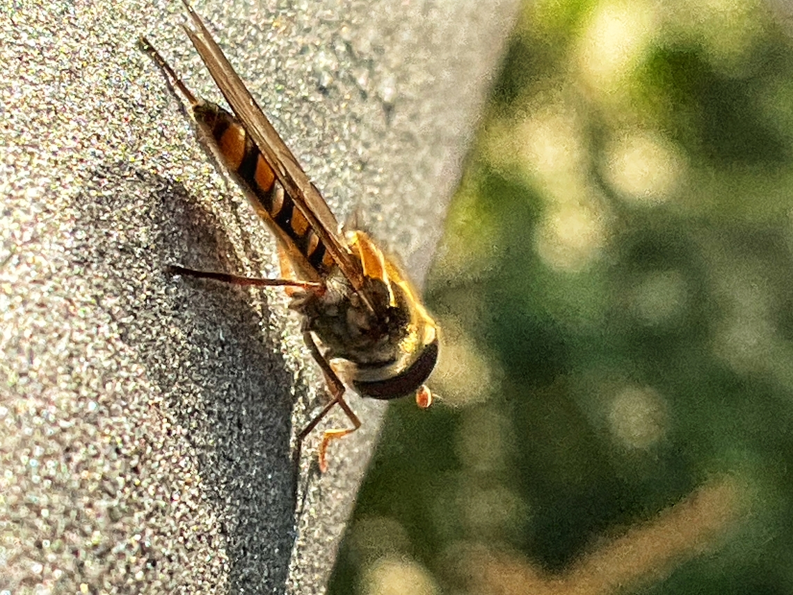 Episyrphus balteatus  the Marmalade Hoverfly This little fellow was obviously attracted by the sun today and the temps of eight degrees celsius to explore my loggia. I was astonished to see it. It was a very small edition of this species which is quite common during spring, summer and autumn.  Episyrphus balteatus,Fall,Geotagged,Germany,Marmalade Hover Fly