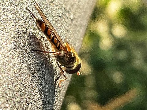 Episyrphus balteatus  the Marmalade Hoverfly This little fellow was obviously attracted by the sun today and the temps of eight degrees celsius to explore my loggia. I was astonished to see it. It was a very small edition of this species which is quite common during spring, summer and autumn.  Episyrphus balteatus,Fall,Geotagged,Germany,Marmalade Hover Fly