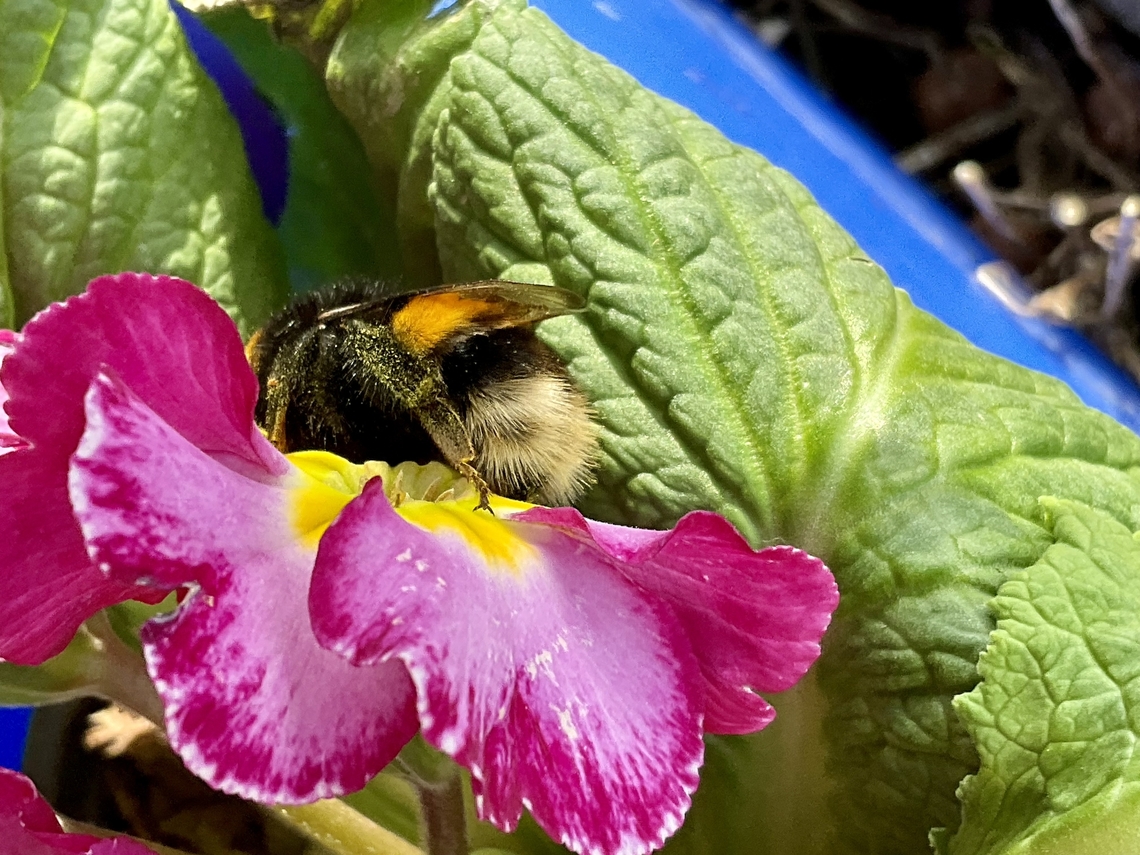 „Bombus terrestris", the buff-tailed bumblebee, here a Queen. Today on this 14th, of March I cought the first Bumblebee Queen in the act on my loggia. It was almost 20 degrees warm and our lil&lsquo; Primulas provided some food for her.  Bombus terrestris,Buff-tailed Bumble Bee,Geotagged,Germany,Winter