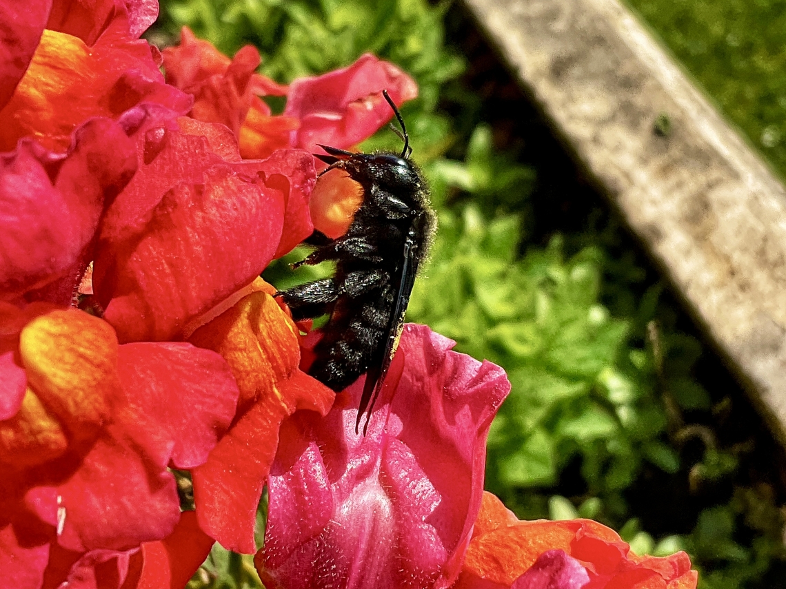 Xylocopa violacea, the violet Carpenter Bee This wonderful violet carpenter bee payed the Snapdragons on my lil&lsquo; loggia a visit. I&lsquo;m grateful that some Snapdragons survived the winter and have blossoms already. The plants are quite worn and will be replaced soon but they fulfill their duty as early offer for Bumblebees and Bees. See a small video in the comments. <br />
 Geotagged,Germany,Spring,Violet carpenter bee,Xylocopa violacea