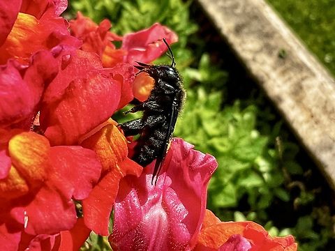 Xylocopa violacea, the violet Carpenter Bee This wonderful violet carpenter bee payed the Snapdragons on my lil‘ loggia a visit. I‘m grateful that some Snapdragons survived the winter and have blossoms already. The plants are quite worn and will be replaced soon but they fulfill their duty as early offer for Bumblebees and Bees. See a small video in the comments. 
 Geotagged,Germany,Spring,Violet carpenter bee,Xylocopa violacea