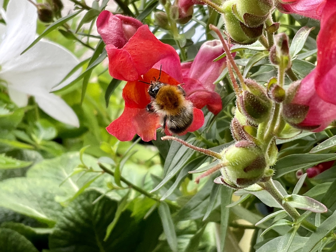 „Bombus pascuorum", the common carder bee foraging on Snapdragons. They work quite systematic without wasting energy and are not shy at all. Compared to most other Bumblebee species they are tiny and work also with lower temperatures. I watch them from March till Sometimes December.  Bombus pascuorum,Common Carder Bee,Geotagged,Germany,Summer