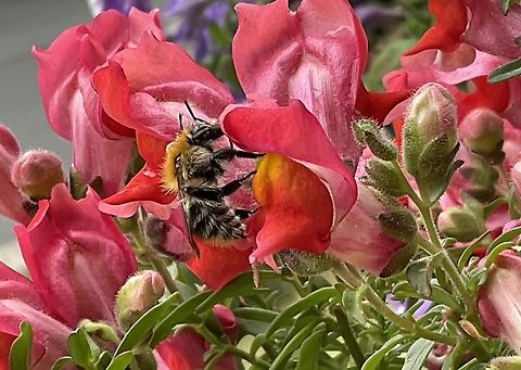 Bombus pascuorum, the common carder bee collecting nectar and pollen from Snapdragons This one is most probably a drone since it‘s slightly bigger than the female workers and it doesn’t collect pollen on it‘s leg Bombus pascuorum,Common Carder Bee,Geotagged,Germany,Summer