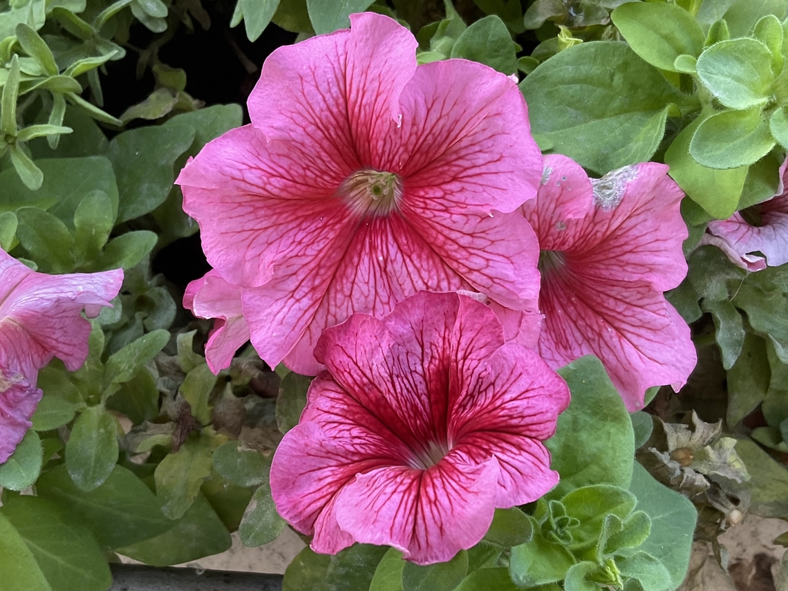 Petunia × atkinsiana (synonym: Petunia × hybrida) This eye candy is a variation called &bdquo;Petunia Surfinia Hot Pink&ldquo; and enjoyed me throughout the summer.  Garden Petunia,Geotagged,Germany,Petunia × atkinsiana,Summer