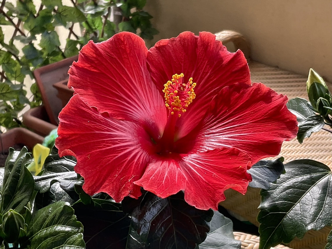 Hibiscus rosa-sinensis, known as Chinese hibiscus or China rose Since spring is coming closer I&#039;m hungry for some colors! <br />
This Hibiscus does the job! | Chinese hibiscus,Geotagged,Germany,Hibiscus rosa-sinensis,Spring
