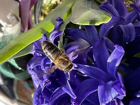 Apis Mellifera, commonly known as as Western Honeybee To my great joy I saw the first Honeybee this year on the 19th, of March feeding on a Hyacinth on my lil‘ loggia. Apis mellifera,Geotagged,Germany,Western honey bee,Winter