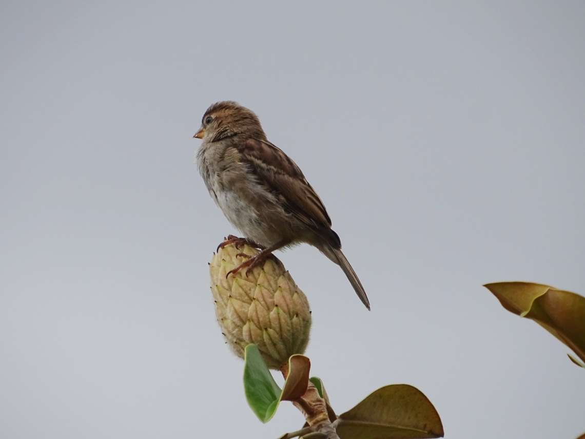 Gorri&oacute;n (Passer domesticus) Fotograf&iacute;a tomada en Santander  House sparrow,Passer domesticus
