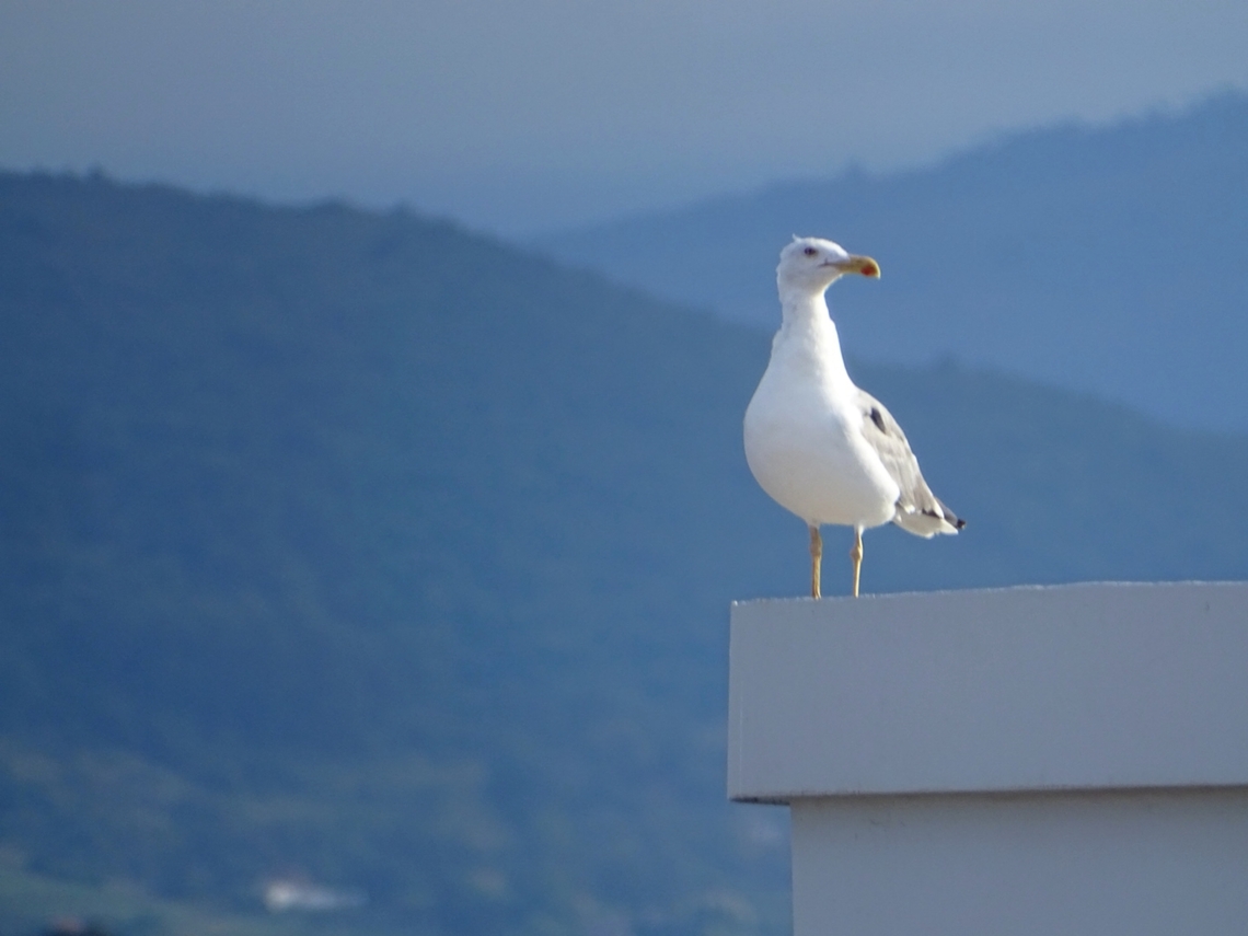 Gaviota patiamarilla  Larus michahellis,Yellow-legged gull