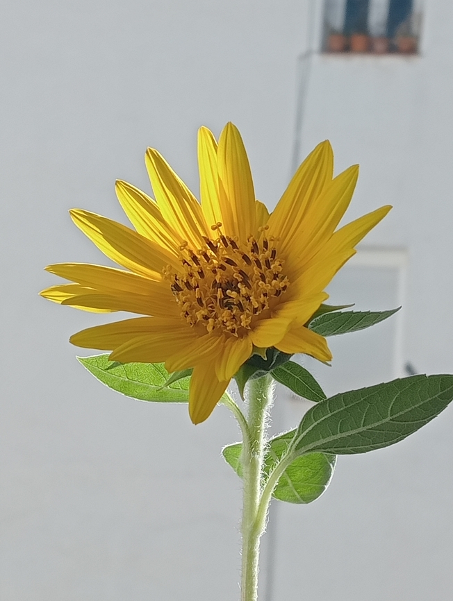 Helianthus annuus  Helianthus annuus