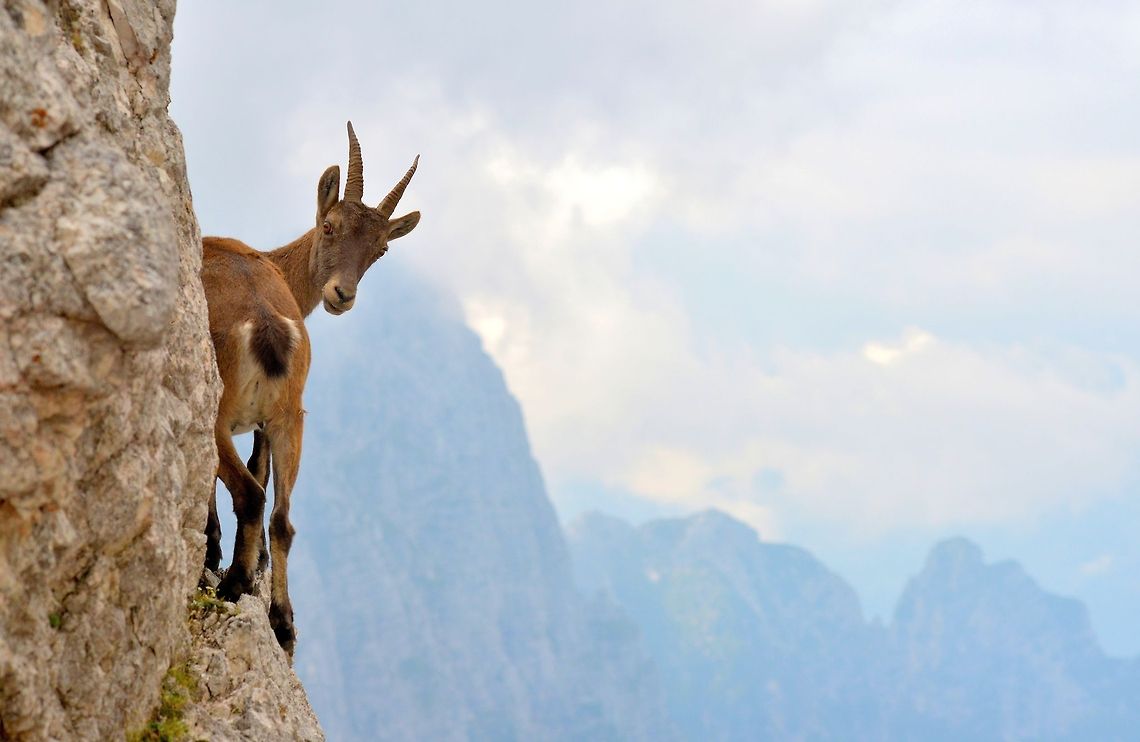 The Ibex says: Catch Me If You Can! Young female Ibex on the fork of Disteis (2,200 m), near the top of the Jof di Montasio (Friuli, Italy). The photo was taken leaning on the crest of the saddle: these beautiful animals had fun running on the edge of the ledges ... Alpine Ibex,Capra ibex,Geotagged,Italy,ibex,mountain goat