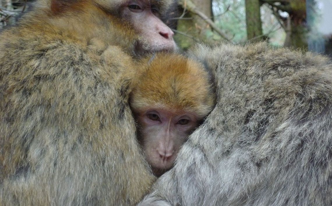 Little Barbary macaque La Montagne des Singes: more than 200 Barbary macaques roaming free in 60 acres of beautiful forest.<br />
Here you can see an adult male carrying a baby, there, two females grooming, and in the distance two little ones playing by the pond&hellip; Barbary Macaque,France,Geotagged,Macaca sylvanus