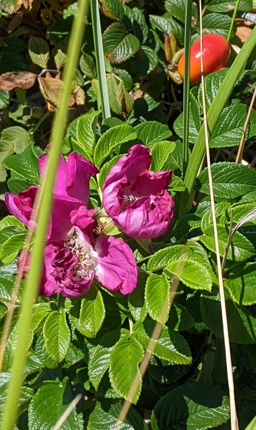 PXL_20220803_172720696~2