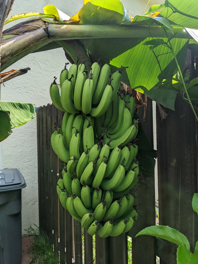 Bananas