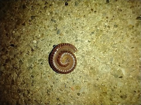 IMG_20221007_014357300  Ommatoiulus moreleti